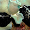Egg Cowrie
