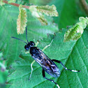 Ichneumon Wasp
