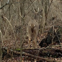 White tail deer