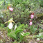 Cypripedium acaule