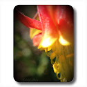 Red Columbine