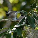Carolina Chickadee