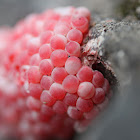 Channeled Applesnail eggs