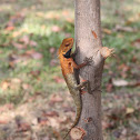 Oriental Garden Lizard