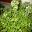Spirea