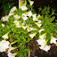 Superbells White