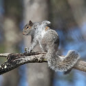 Eastern Gray Squirrel