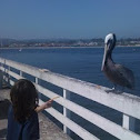 Pelican