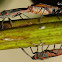 boxelder bug