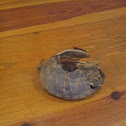 Eastern box turtle