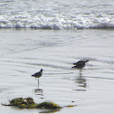 Willet