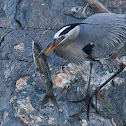 Great Blue Heron