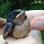 Barn swallow (juvenile)