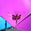 Widow Skimmer