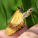Yellow coster