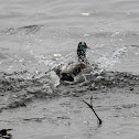mallard