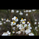 Everlasting daisy