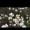 Everlasting daisy