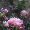 Pink clover