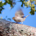 House Sparrow (juvenile)