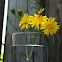 Pippau or Hawksbeard
