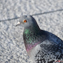 Feral Pigeon