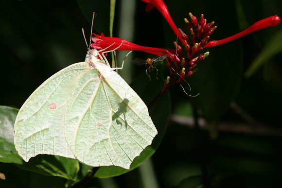 Spotting Image 1