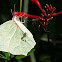 White-angled Sulphur