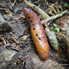 Pupa