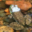 Green Frog