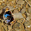 Blue Pansy