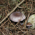 Wood blewit