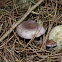 Wood blewit