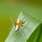 Striped lynx spider (male)