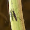 Water strider