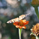 Painted Lady