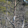 Birds of Hampton Roads and surrounding areas.
