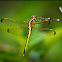 Golden-winged Skimmer