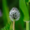 Clover, trébol