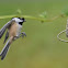 Black-capped Chickadee
