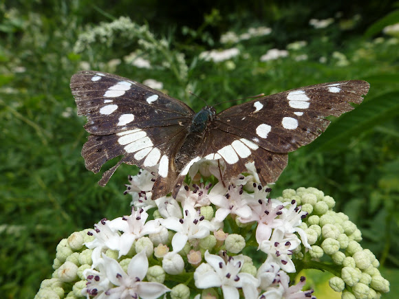 Spotting Image 1