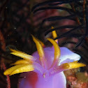 Giant Hypselodoris gills