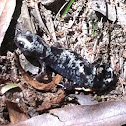 Marbled Salamander
