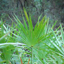 Saw Palmetto