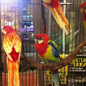Eastern Rosella