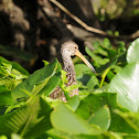 Limpkin