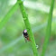 Syrphid Fly