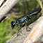 Steel Blue Cricket Hunter