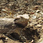 Eastern Bearded Dragon
