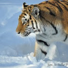 Amur Tiger